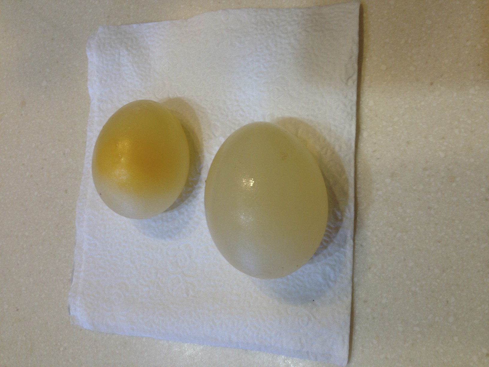 The second lab we did involved chicken eggs. 